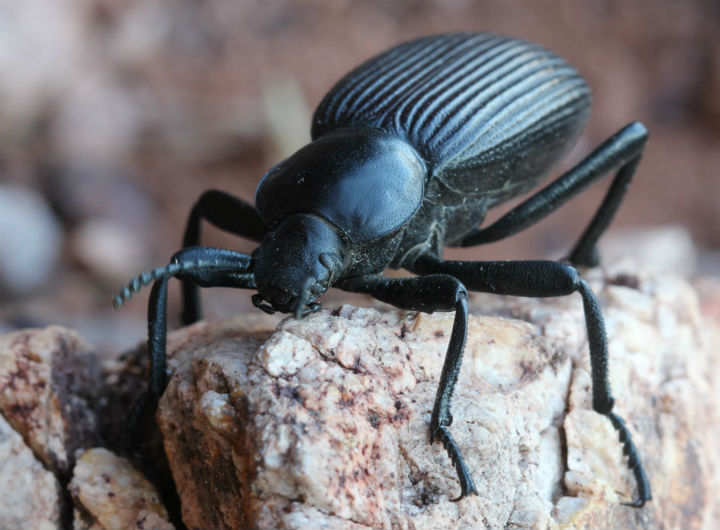 Darkling Beetle